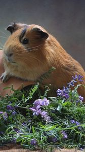 Preview wallpaper guinea pig, pitcher, flowers, rodent