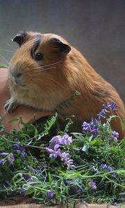Preview wallpaper guinea pig, pitcher, flowers, rodent