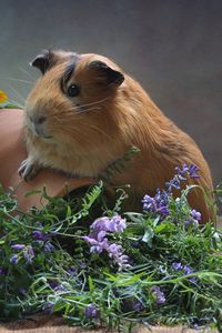 Preview wallpaper guinea pig, pitcher, flowers, rodent