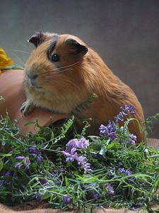 Preview wallpaper guinea pig, pitcher, flowers, rodent