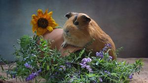 Preview wallpaper guinea pig, pitcher, flowers, rodent