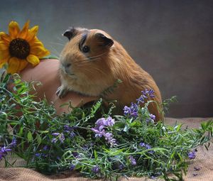 Preview wallpaper guinea pig, pitcher, flowers, rodent