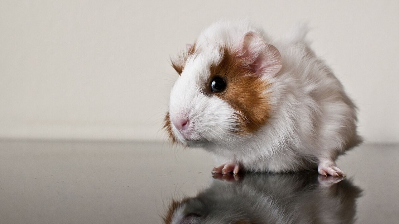 Wallpaper guinea pig, reflection, rodent