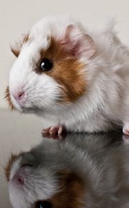 Preview wallpaper guinea pig, reflection, rodent