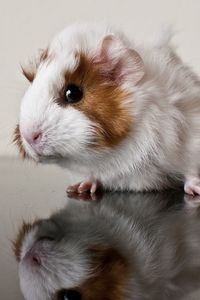 Preview wallpaper guinea pig, reflection, rodent