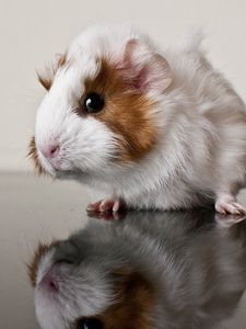 Preview wallpaper guinea pig, reflection, rodent