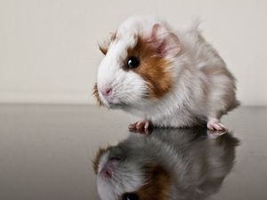 Preview wallpaper guinea pig, reflection, rodent