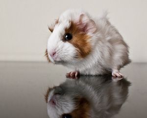 Preview wallpaper guinea pig, reflection, rodent