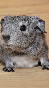 Preview wallpaper guinea pig, rodent, beautiful