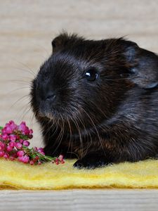 Preview wallpaper guinea pig, rodent, black
