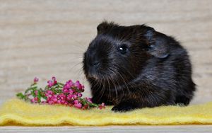 Preview wallpaper guinea pig, rodent, black