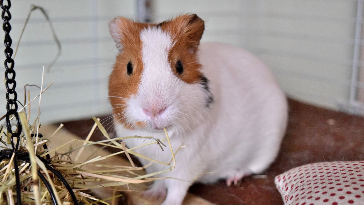 Wallpaper guinea pig, rodent, cage