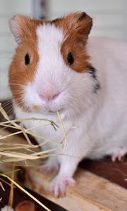 Preview wallpaper guinea pig, rodent, cage