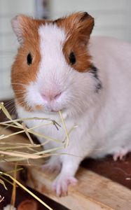 Preview wallpaper guinea pig, rodent, cage