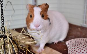 Preview wallpaper guinea pig, rodent, cage