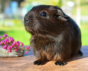Preview wallpaper guinea pig, rodent, cute