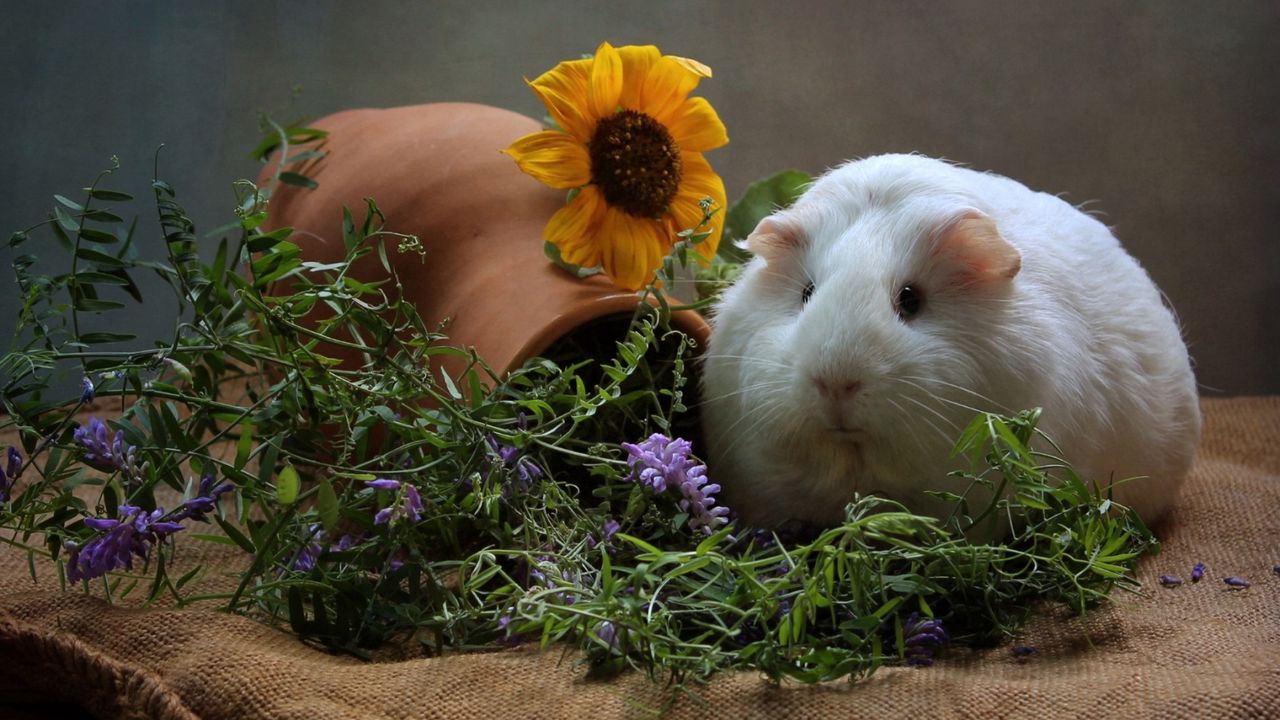 Wallpaper guinea pig, rodent, flowers, thick, cool