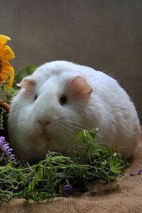 Preview wallpaper guinea pig, rodent, flowers, thick, cool