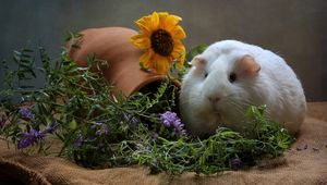 Preview wallpaper guinea pig, rodent, flowers, thick, cool