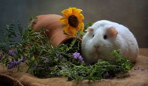 Preview wallpaper guinea pig, rodent, flowers, thick, cool