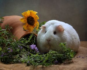 Preview wallpaper guinea pig, rodent, flowers, thick, cool