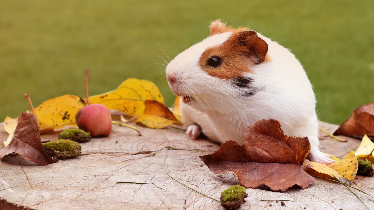 Wallpaper guinea pig, rodent, foliage, autumn