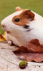 Preview wallpaper guinea pig, rodent, foliage, autumn