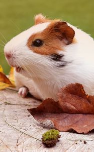 Preview wallpaper guinea pig, rodent, foliage, autumn