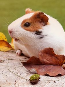 Preview wallpaper guinea pig, rodent, foliage, autumn