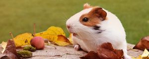 Preview wallpaper guinea pig, rodent, foliage, autumn