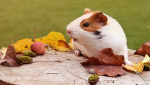 Preview wallpaper guinea pig, rodent, foliage, autumn