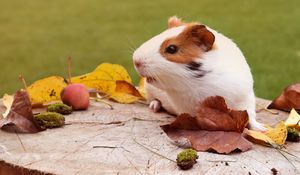 Preview wallpaper guinea pig, rodent, foliage, autumn