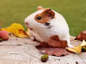 Preview wallpaper guinea pig, rodent, foliage, autumn