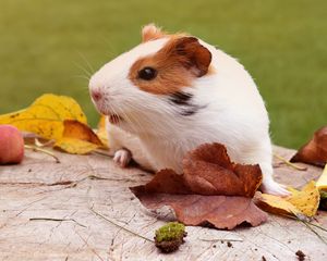 Preview wallpaper guinea pig, rodent, foliage, autumn