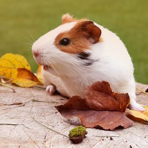 Preview wallpaper guinea pig, rodent, foliage, autumn