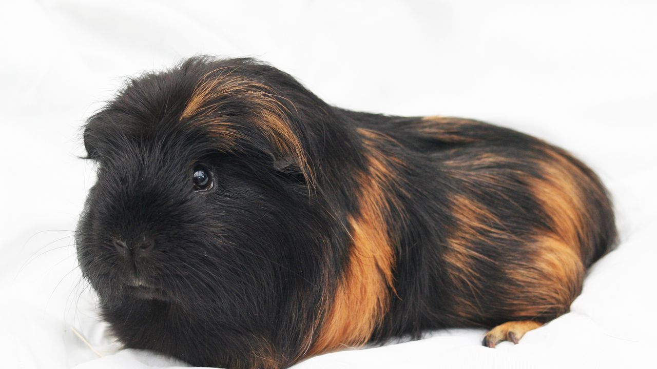Wallpaper guinea pig, rodent, furry