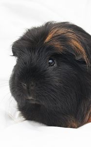 Preview wallpaper guinea pig, rodent, furry
