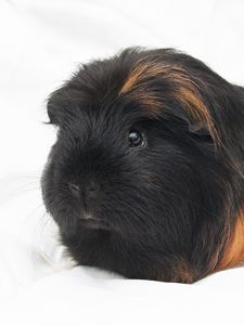 Preview wallpaper guinea pig, rodent, furry