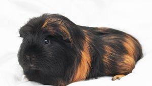 Preview wallpaper guinea pig, rodent, furry