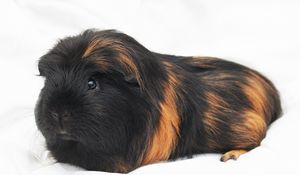 Preview wallpaper guinea pig, rodent, furry