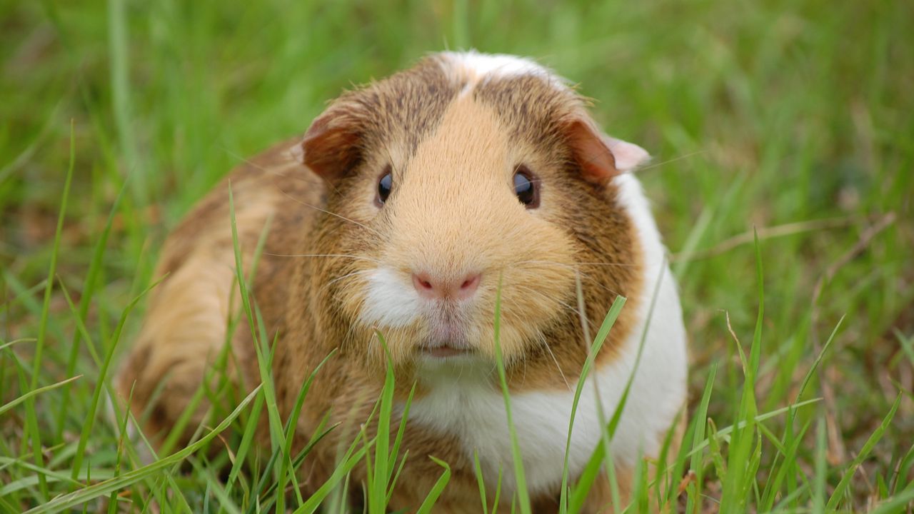 Wallpaper guinea pig, rodent, grass, spotted