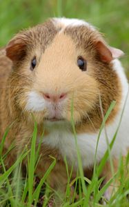 Preview wallpaper guinea pig, rodent, grass, spotted