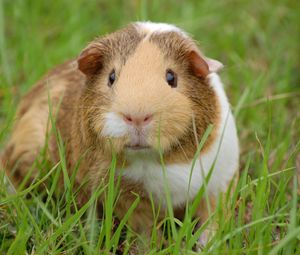 Preview wallpaper guinea pig, rodent, grass, spotted