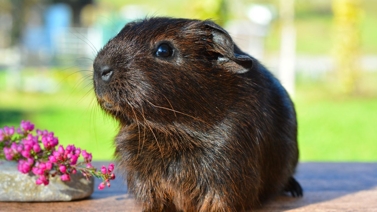 Wallpaper guinea pig, rodent, shine