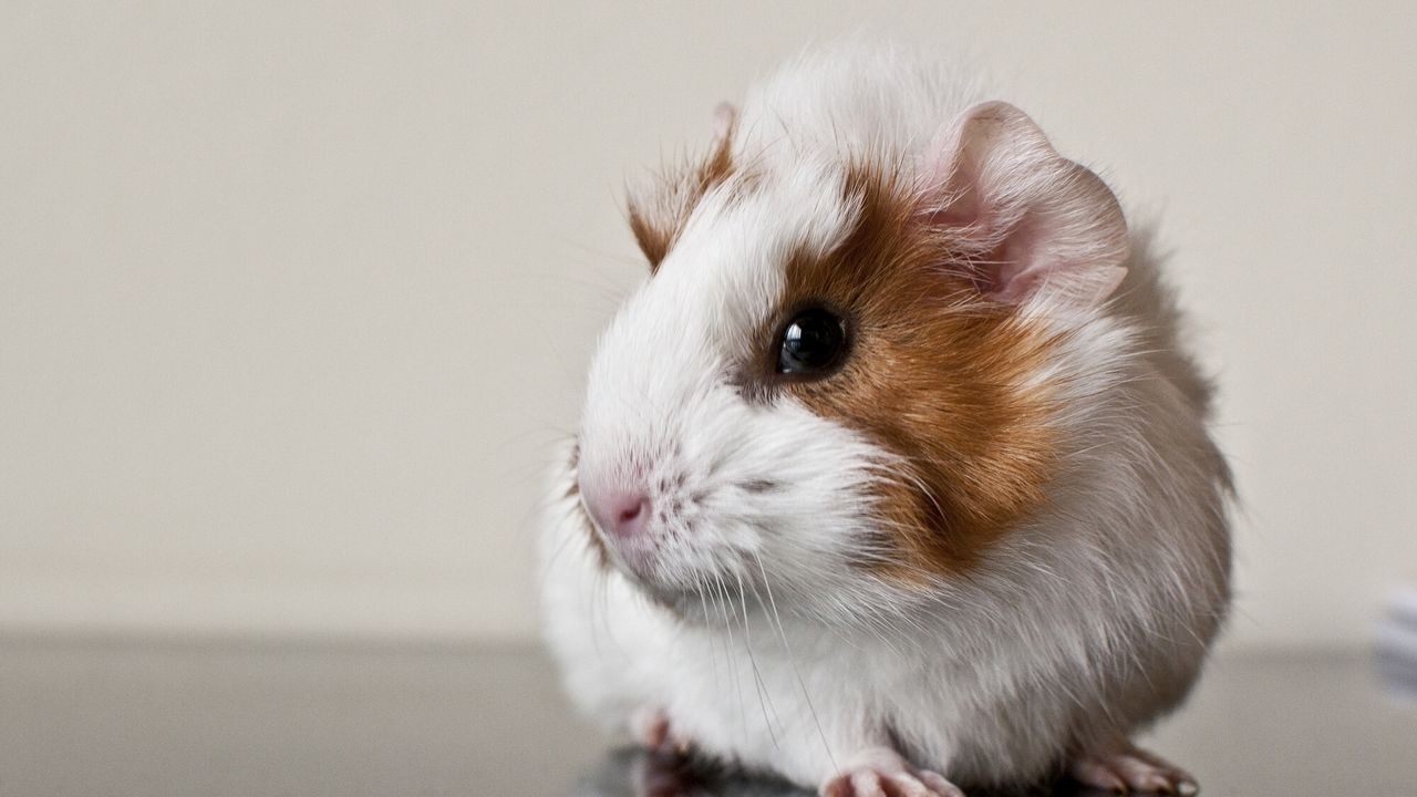 Wallpaper guinea pig, rodent, spotted