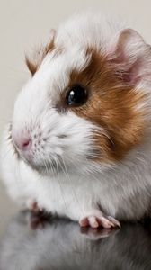 Preview wallpaper guinea pig, rodent, spotted