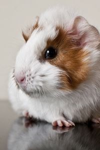 Preview wallpaper guinea pig, rodent, spotted