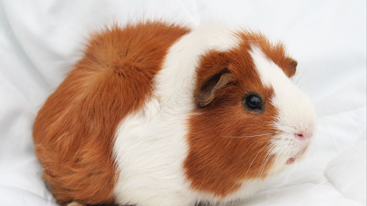 Wallpaper guinea pig, rodent, spotted