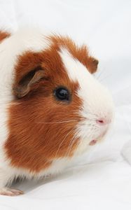 Preview wallpaper guinea pig, rodent, spotted