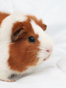 Preview wallpaper guinea pig, rodent, spotted